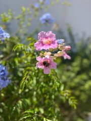 Pink blooming bush, vivid blossom