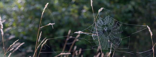 spider net in the forest
