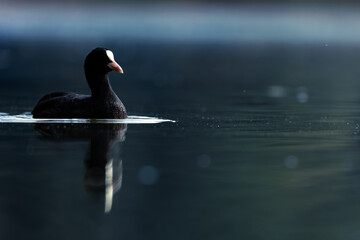 coot on the lake
