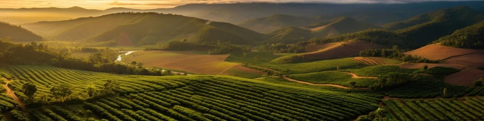 Photo sur Plexiglas Brésil Sunset view of a Brazilian coffee plantation at