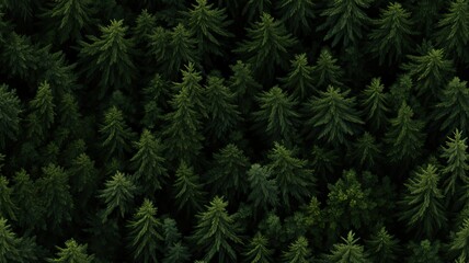 Fototapeta premium pattern of fir branches in a dense forest or with Christmas or New Year's toys. Emphasize lush greenery and the play of light and shadow on the needles. SEAMLESS PATTERN. SEAMLESS WALLPAPER.
