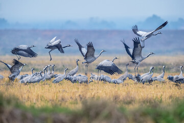 A flock of grey cranes takes off from a winter field