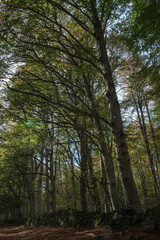 Obraz premium View of the Allagnat (Ceyssat) forest paths in autumn, Puy-de Dome, Auvergne, France