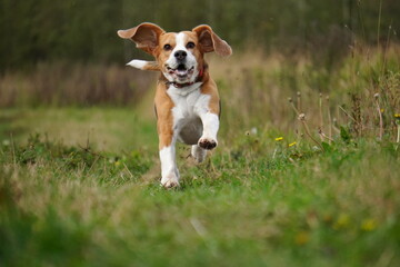 beagle dog in the grass run