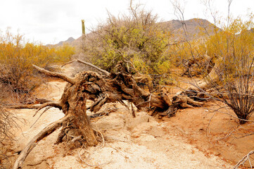 Arizona Desert Arroyo