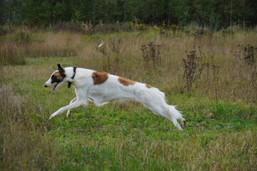 Russian Hunting Sighthound russian greyhound