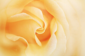 黄色いバラのクローズアップ（Hokuto）