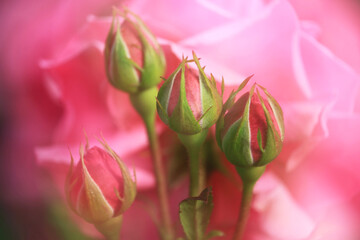 ピンク色のバラのツボミ（Magali）