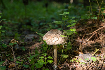 One edible mushroom grows in the forest. Mushroom umbrella, parasol