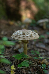 Mushroom parasol, umbrella mushroom, in its natural environment in the forest.