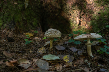 Fototapeta premium Mushrooms grow near a tree in the forest. Edible forest mushroom umbrella, parasol.Macrolepiota procera