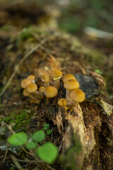 Honey mushrooms in the forest, edible forest mushrooms growing on an old tree, selective focus.
