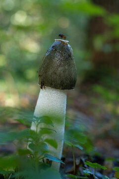 Veselka mushroom close-up, another name for the immodest phallus.