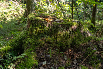 A stump covered with moss in the forest, mushrooms growing on an old stump, forest landscape