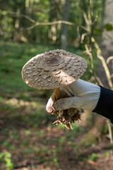 Collect forest mushrooms, the hand holds a parasol mushroom