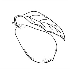 Graphic drawing of a ripe avocado. Vecor. Green avocado fruits, healthy nutritious natural food and hand drawing of avocado slices. Green avocado, tropical vegan food, exotic healthy cuisine.