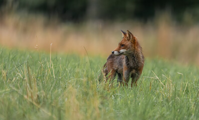 portrait d'un renard roux dans un près au petit matin