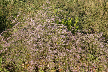 Limonium vulgare, Lavande de mer, Camargue