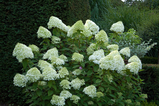 Hydrangea limelight , Hortensia, Hydrangea