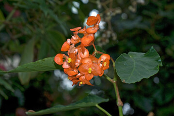 Begonia L. dichroa X Coral rubra 'Orange Rubra', Bégonia
