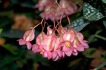 Begonia L 'Marjorie' , Bégonia