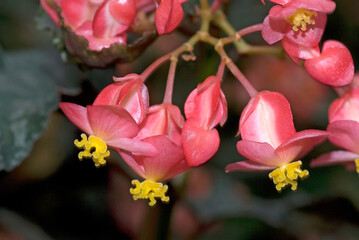 Begonia L. 'Obsession' , Bégonia