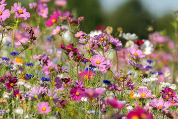 Fototapeta premium Friche fleurie, Cosmos bipinnatus, Cosmos