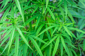 Cannabis, which is widely grown in Thailand for medical use, is supported by the government.