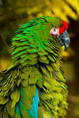 Green macaw