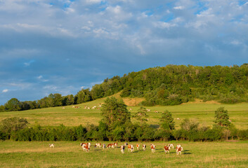 spotted red cows in french jura region in meadow near forest under blue sky