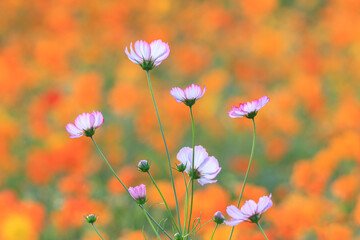 autumn field scenery with cosmos blooming