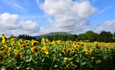 Blorenge mountain framed by sunflowers
