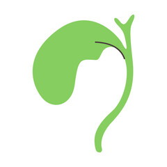 gallbladder illustration