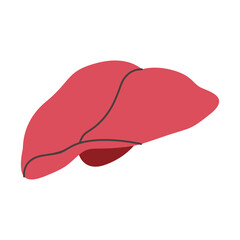 liver illustration