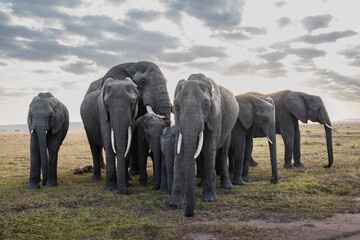 Familia de elefantes al amanecer en la sabana africana