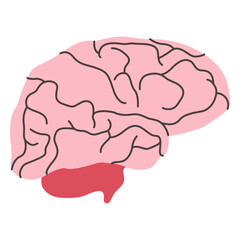 brain illustration