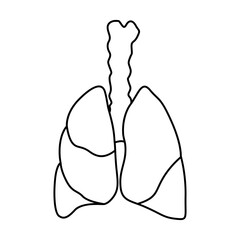 lungs illustration