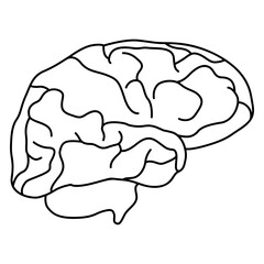 brain illustration
