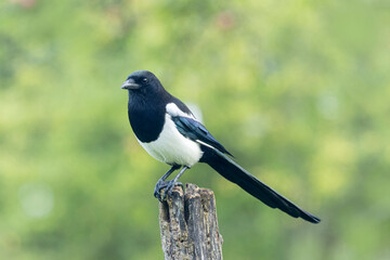 Fototapeta premium European Magpie Pica pica sitting on a dead branch
