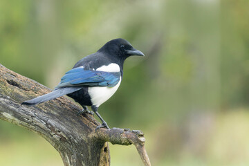 European Magpie Pica pica sitting on a dead branch