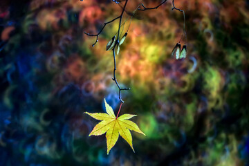 Maple Images in the Forest of Late Autumn
