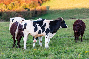 A young bull urinating over the face of another, in the South Downs in Sussex