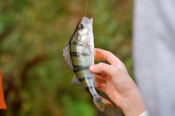 Fishing. A perch fish in kid hand against a background of nature