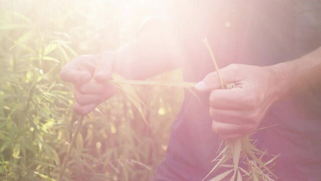 Close-up of a man handling hemp. The shot illustrates responsible agriculture through the action of a farmer in a hemp field in southern France.