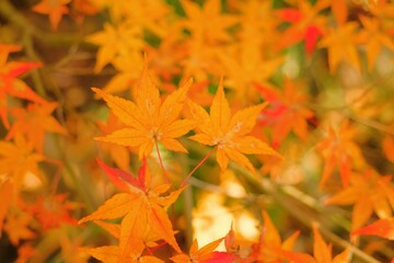 close up of autumn colored maple leaves	