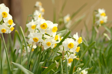 white Narcissus in full blooming	