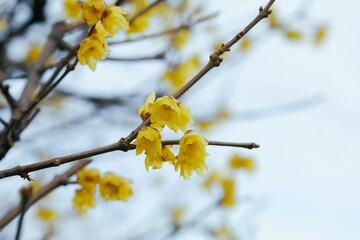 Winter sweet, Japanese allspice in full blooming	