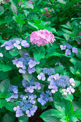 Naklejka premium カラフルな紫陽花