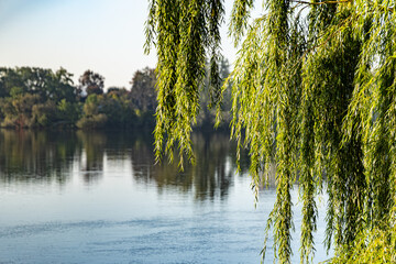 weeping willow and river - obrazy, fototapety, plakaty
