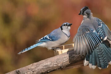 Blue Jay confrontation over bird seed